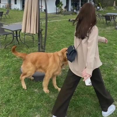 捣乱的流浪者